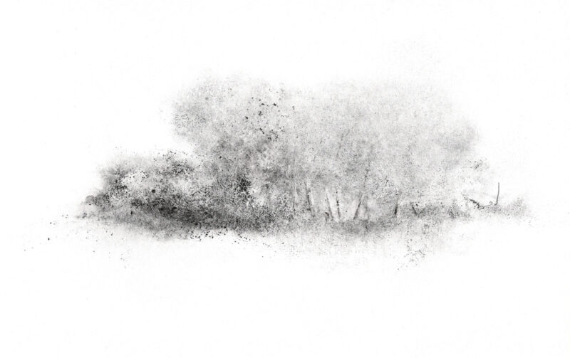 Sous-bois 09.1