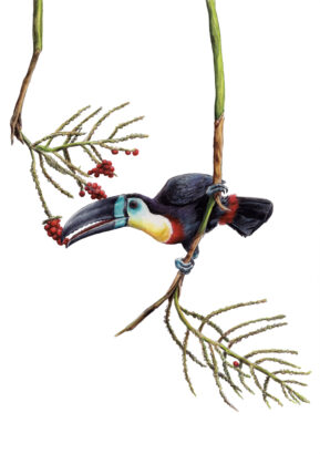 Toucan ariel