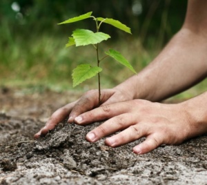 Photo de mains plantant un jeune arbre dans la terre