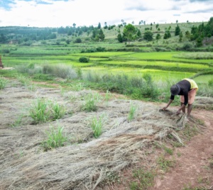 Photo d'une paysanne à Madagascar qui étale du paillage sur un champs de Citronelle